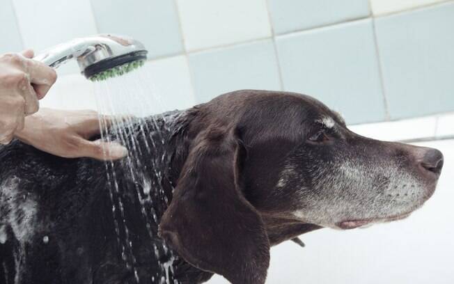 Cão tomando banho