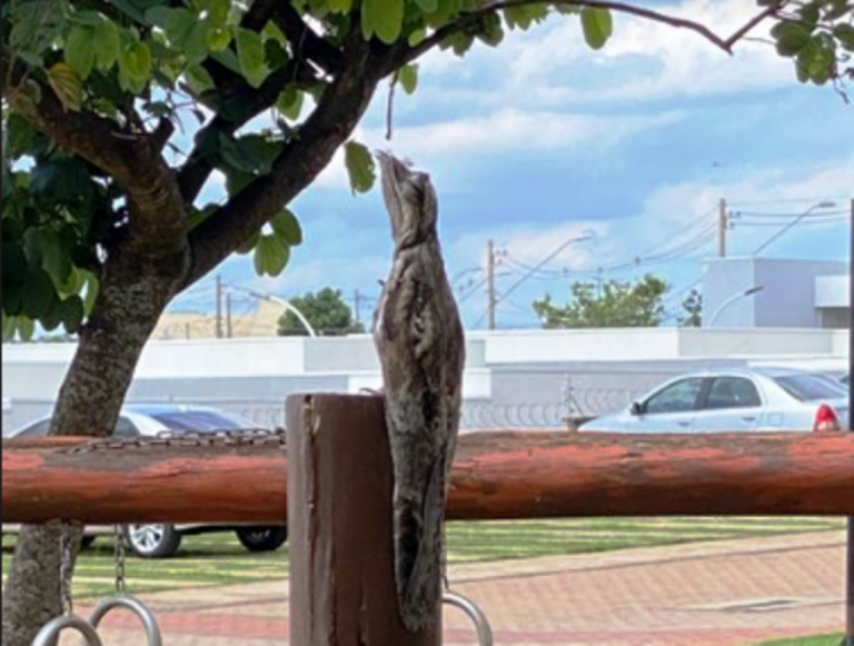 Advogada de Marília flagra Urutau, a ave-fantasma , em condomínio: visita rara