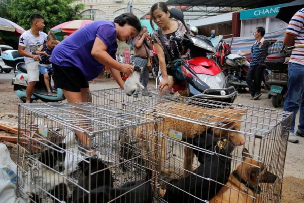 Contra protestos e pressão, China faz festival e abate cães