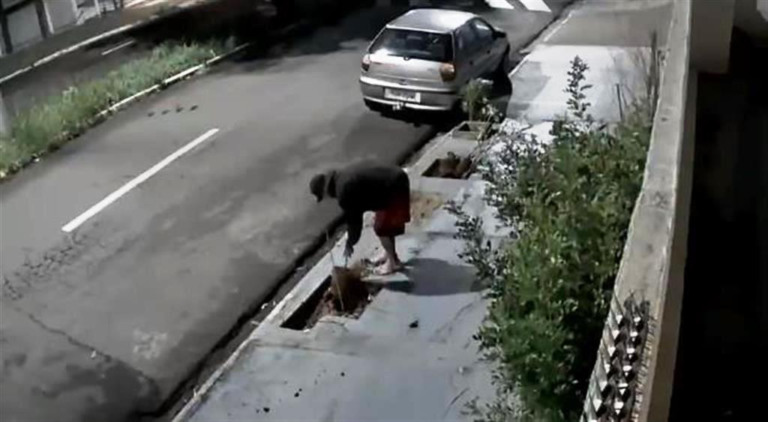 Moradora denuncia vandalismo e furtos de árvores em série na zona sul