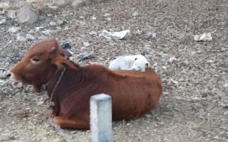 Vaca deixa cachorro tirar cochilo em cima dela; veja fotos