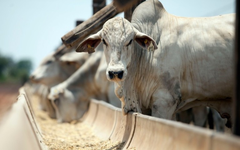 Atacadistas esperam que a China impulsione o mercado do boi Gordo