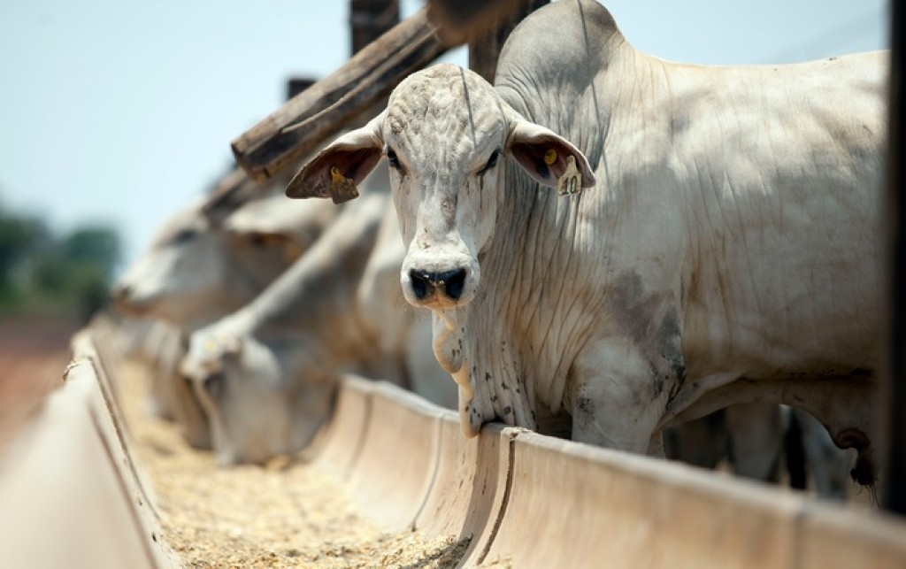 Atacadistas esperam que a China impulsione o mercado do boi Gordo
