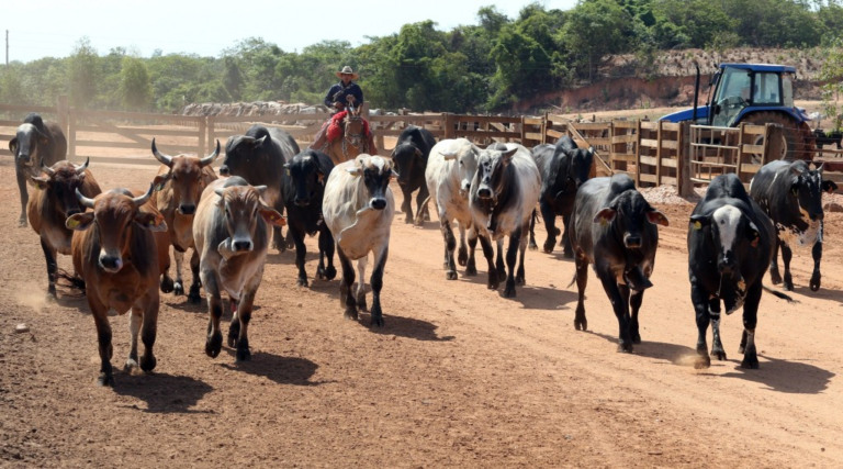 ATENÇÃO PECUARISTAS: prazo para atualizar o cadastro do rebanho termina amanhã, 31