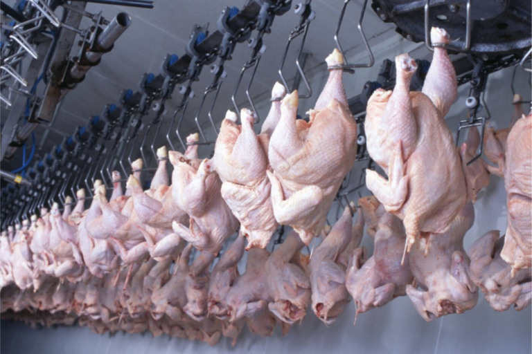 Brasil é o maior exportador de carne de frango do mundo