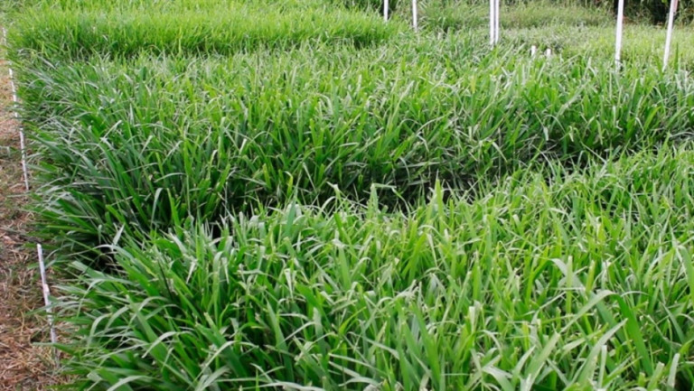 Embrapa cria a primeira cultivar brasileira de capim Brachiaria