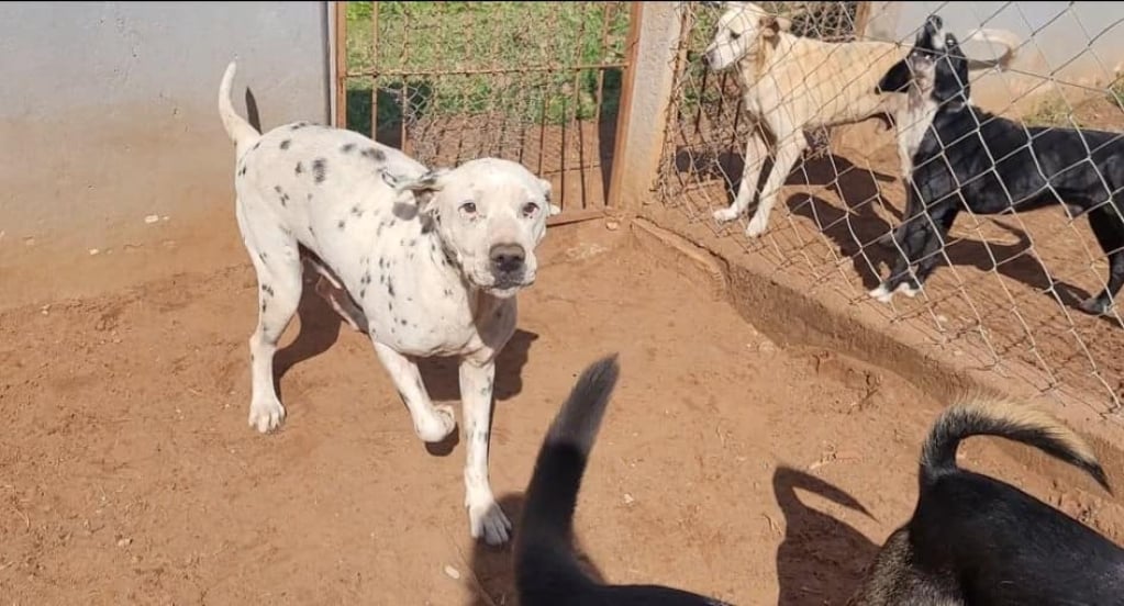 BG Zangrossi, gestora do abrigo para animais em Marília; vence nova licitação do serviço