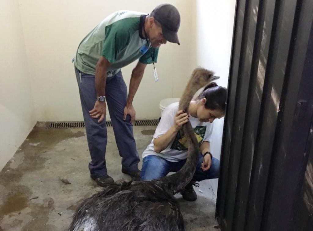 Bosque aguarda autorização de captura de onça e prorroga fechamento