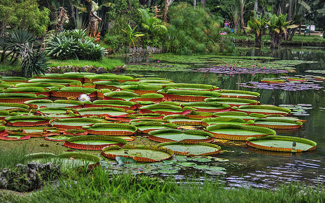 Explore o verde do Rio de Janeiro em uma visita ao Jardim Botânico. Foto: Flickr/Rodrigo Soldon