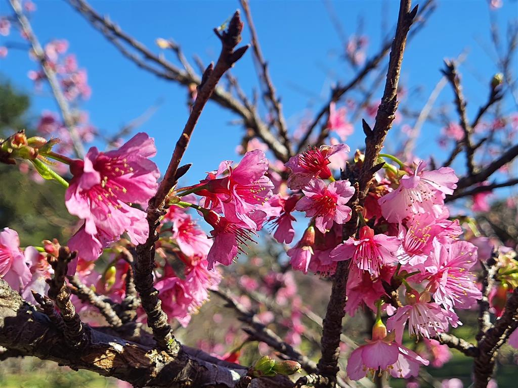 Florada de cerejeiras vira atração em Garça e cenário para Festival