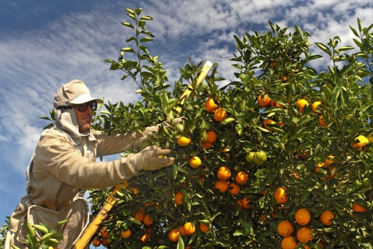 Paraná declara emergência fitossanitária para combater doença da laranja