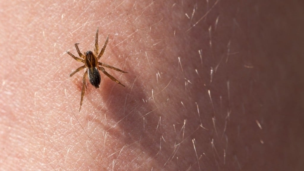 Foto: Reprodução Ministério da Saúde faz alerta sobre aranhas venenosas