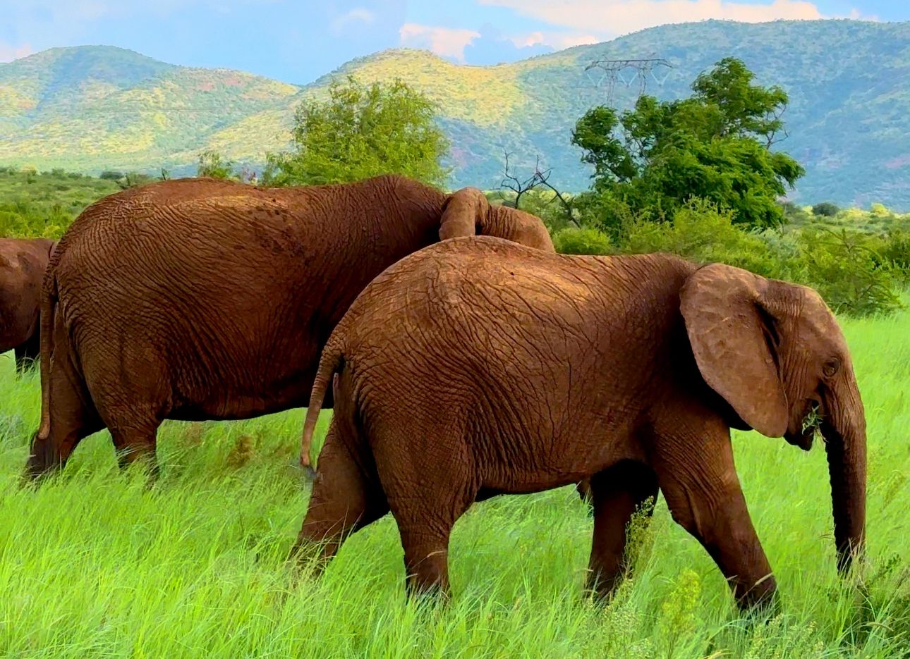 Saiba como é fazer safári e se hospedar na savana africana. Foto: Arquivo pessoal