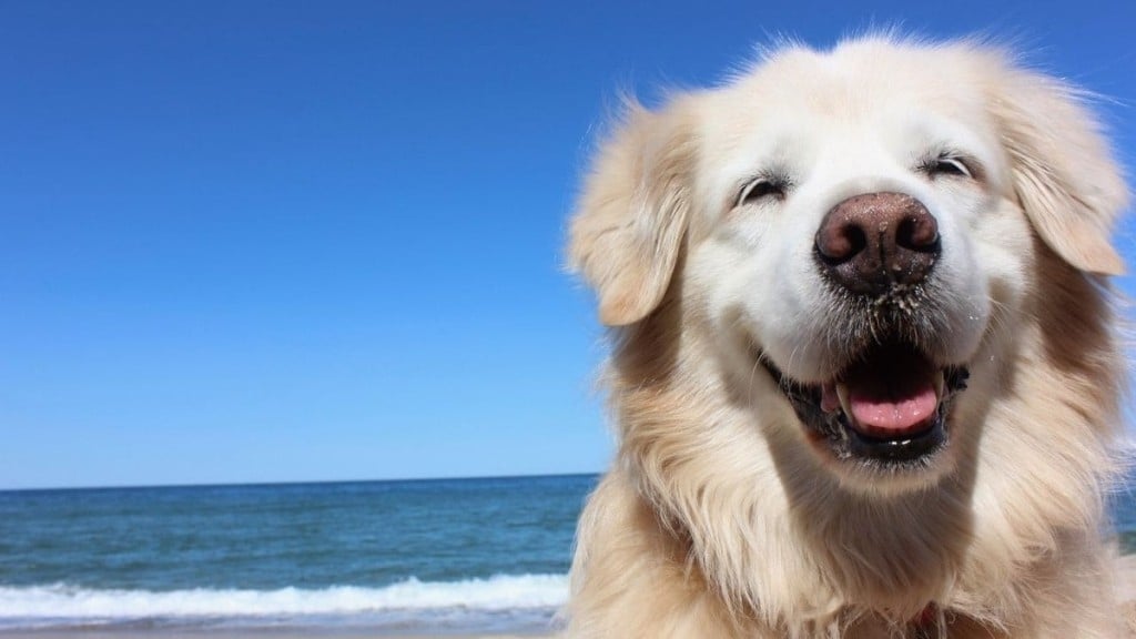 Foto: Reprodução Cachorro na praia: veja o que levar e 3 dicas de cuidados fundamentais