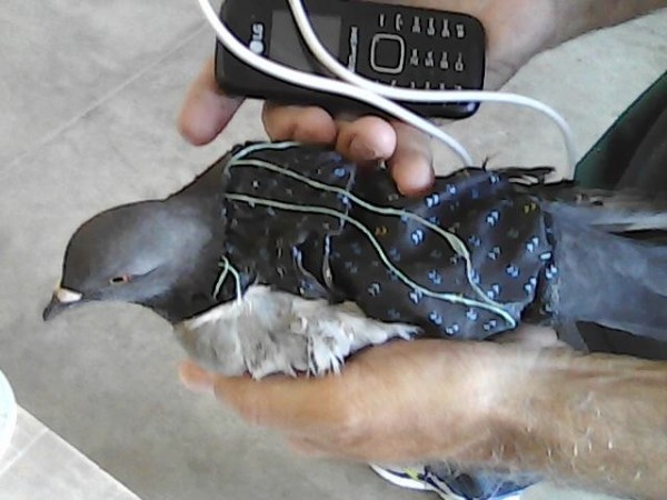 Pombo com celular, bolo com drogas; presídios flagram ‘presentes’ de Páscoa