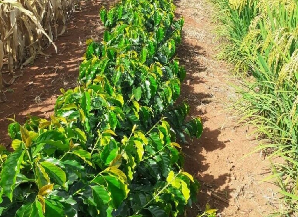 Arroz volta a ganhar força no Sul de Minas Gerais em consórcio com café Arroz volta a ganhar força no Sul de Minas Gerais em consórcio com café