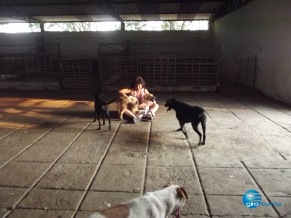 GUARDIÕES - ONG de proteção a animais pede socorro em Garça