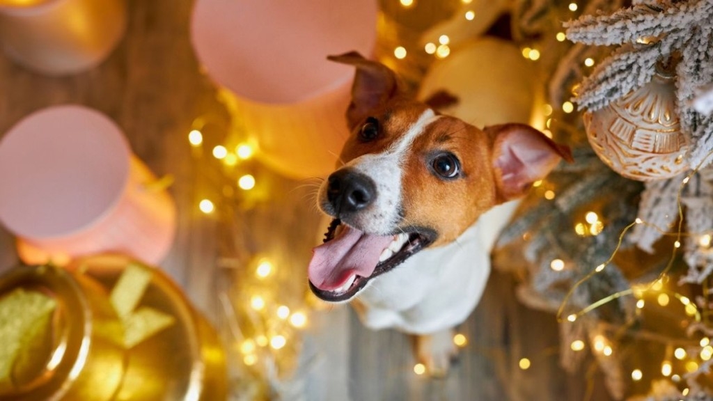 Foto: Reprodução Festa pet-friendly: 3 dicas para tornar a festa de Réveillon segura para seu pet