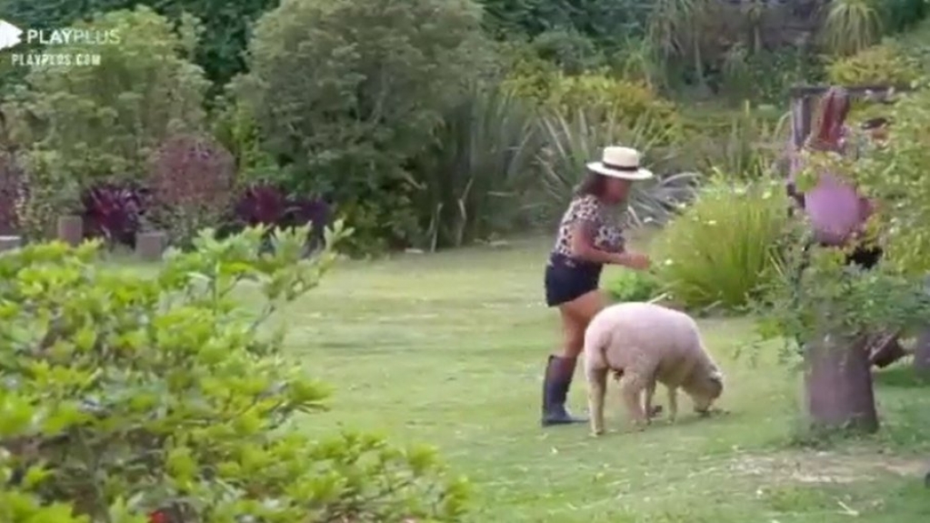 'A Fazenda 13': Day diz que Solange foi "fazer VT" e ela diz: "VTzinho do amor" 'A Fazenda 13': Day diz que Solange foi "fazer VT" e ela diz: "VTzinho do amor"