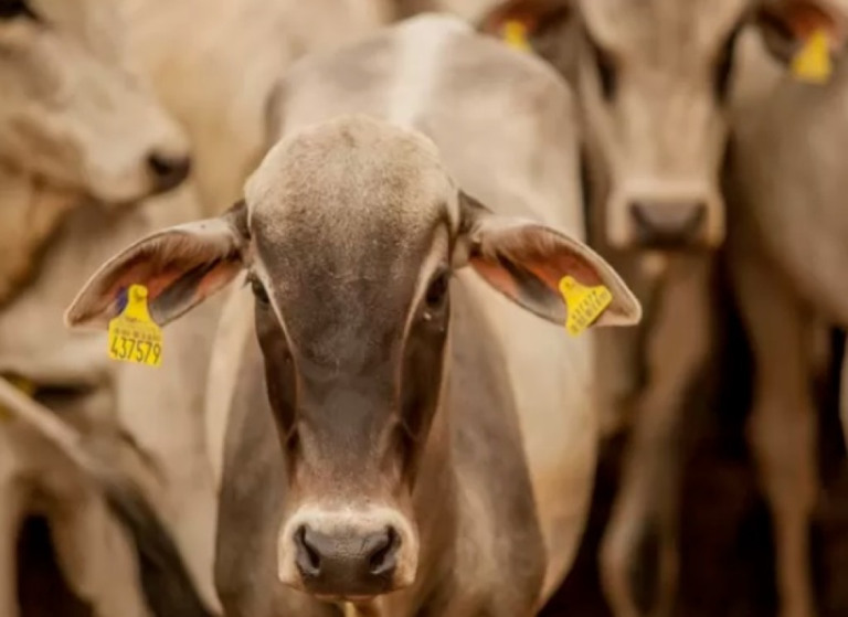 Rastreabilidade individual de bovinos pode abrir novos mercados, diz  presidente do Instituto do Agronegócio