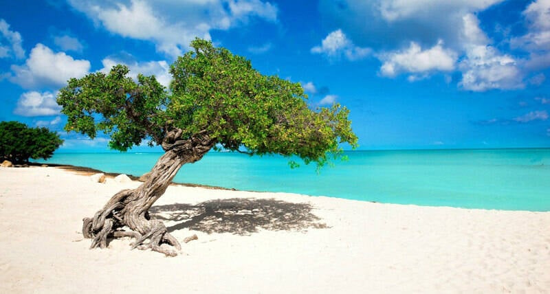 Diversas espécies de árvores estão espalhadas pela região de Eagle Beach. Foto: Brasil Travel News