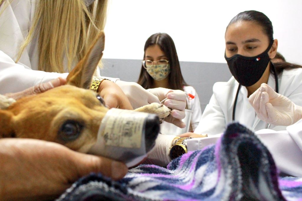 Hospital Veterinário da Unimar é centro para animais de pequeno a grande porte