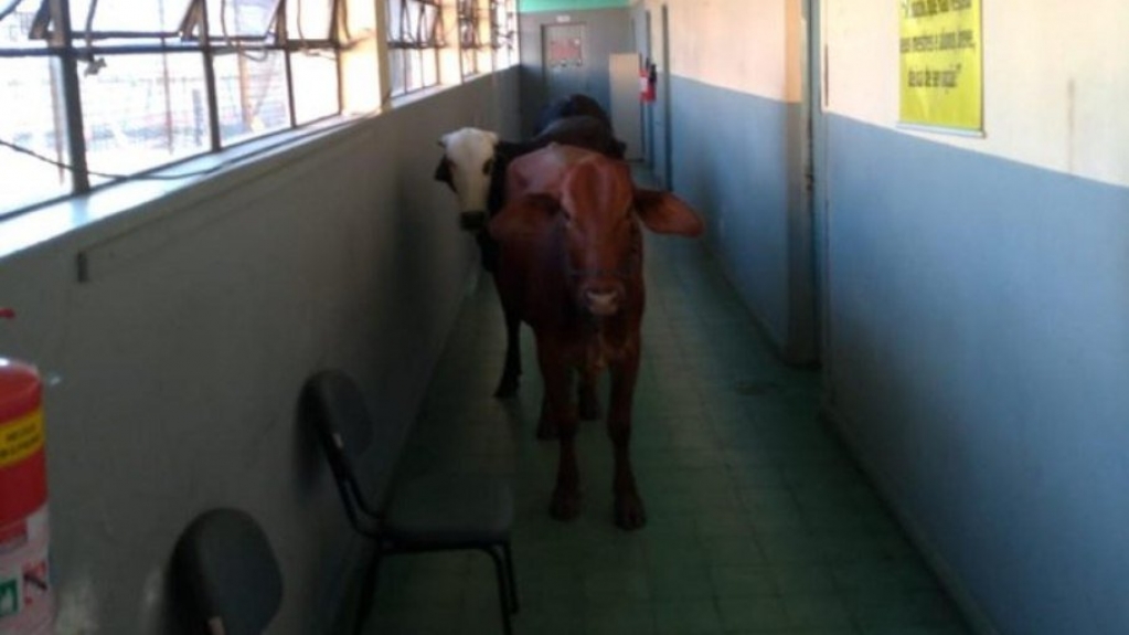 Bois invadem pátio de escola no Rio Grande do Sul