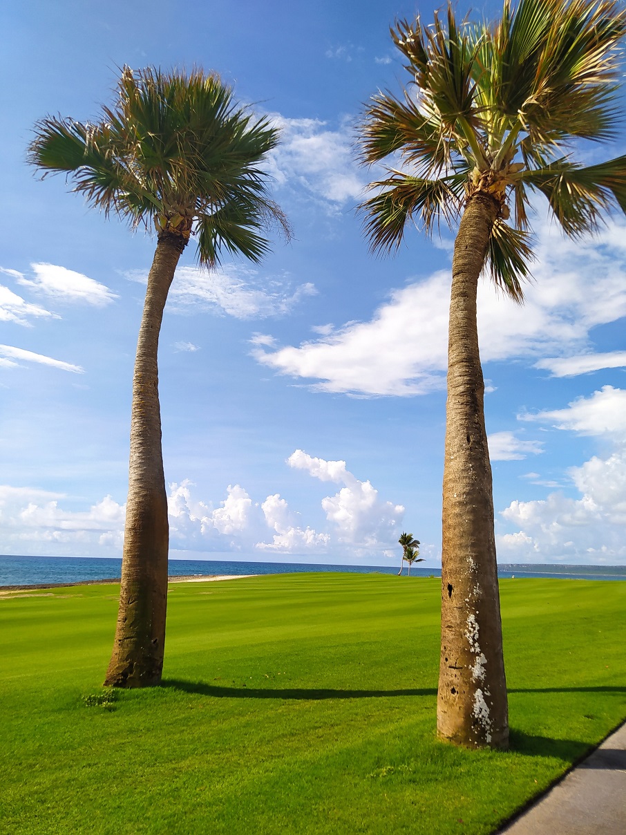 Palmeiras em Punta Espada, o campo de golfe em Cap Cana, na República Dominicana.. Foto: Rafael Nascimento/ iG Turismo