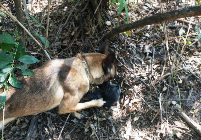 Baep encontra quase 3kg de drogas com apoio de cães em Garça