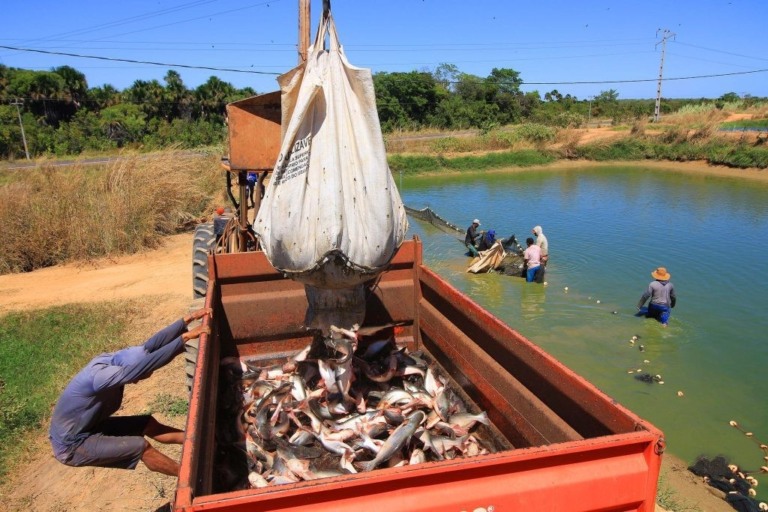 Produtores rurais do Maranhão investem na piscicultura como alternativa