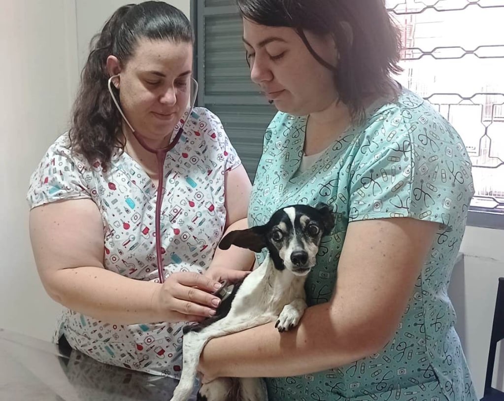 Onda de calor ganha força; veterinárias orientam cuidados com mascotes em Marília