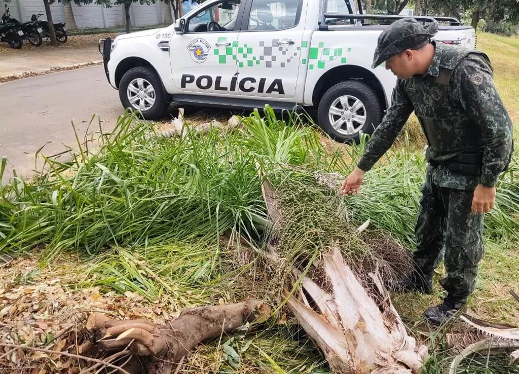 Corte de 23 árvores em rua de Oriente provoca multa de R$ 11,5 mil Corte de 23 árvores em rua de Oriente provoca multa de R$ 11,5 mil