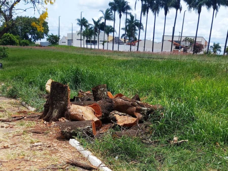 Árvores históricas envenenadas são cortadas em Marília; ‘deveria plantar cem’