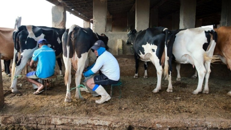 Conselho Monetário Nacional aprova linha de crédito de R$ 700 milhões para produtores de leite