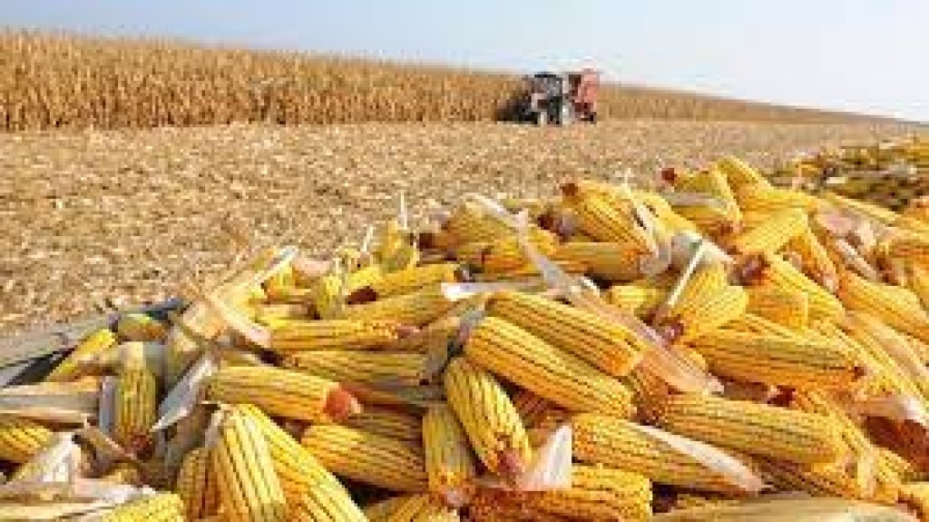 Departamento de Agricultura dos Estados Unidos diz que o milho será a “salvação da lavoura” do agronegócio brasileiro