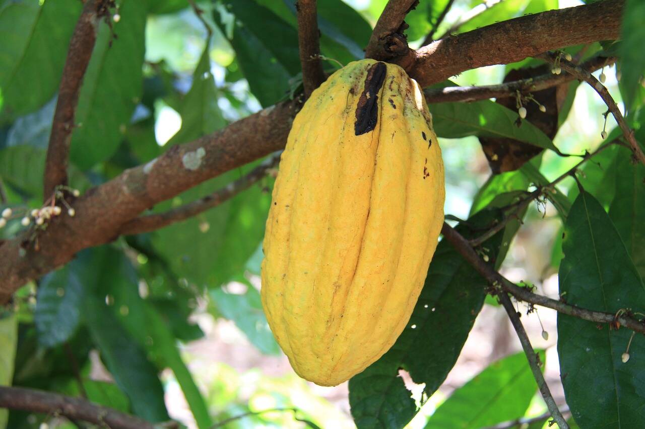 O cacaueiro é originário da chuvosa bacia do rio Amazonas. Foto: Pixabay