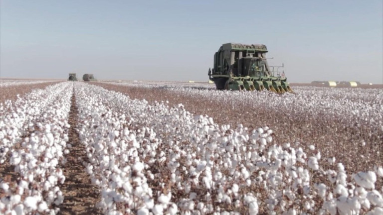 Àrea de algodão em Mato Grosso deve crescer acima da média nacional