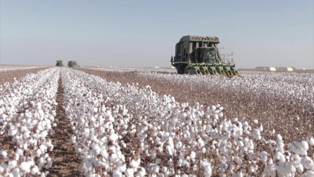 Àrea de algodão em Mato Grosso deve crescer acima da média nacional