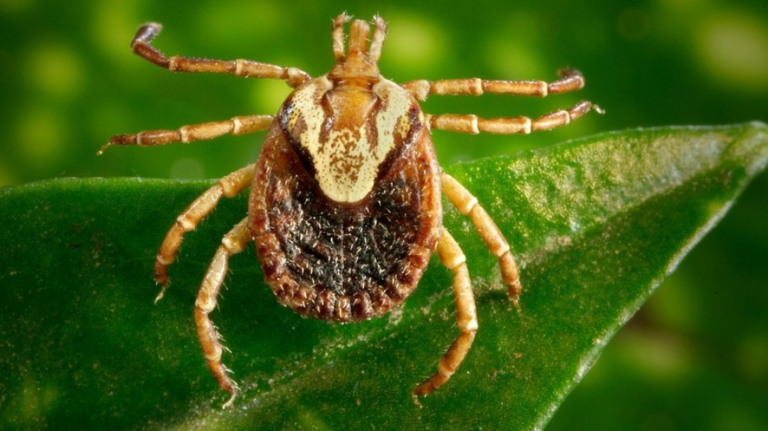 Febre maculosa: o que é, quais os sintomas e como tratar e prevenir?