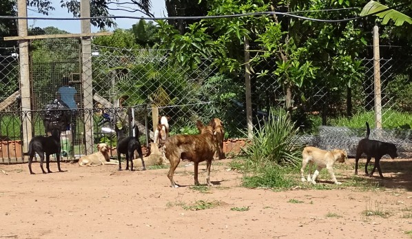 Atendimento a cães abandonados e vítimas de maus tratos é uma das metas em código