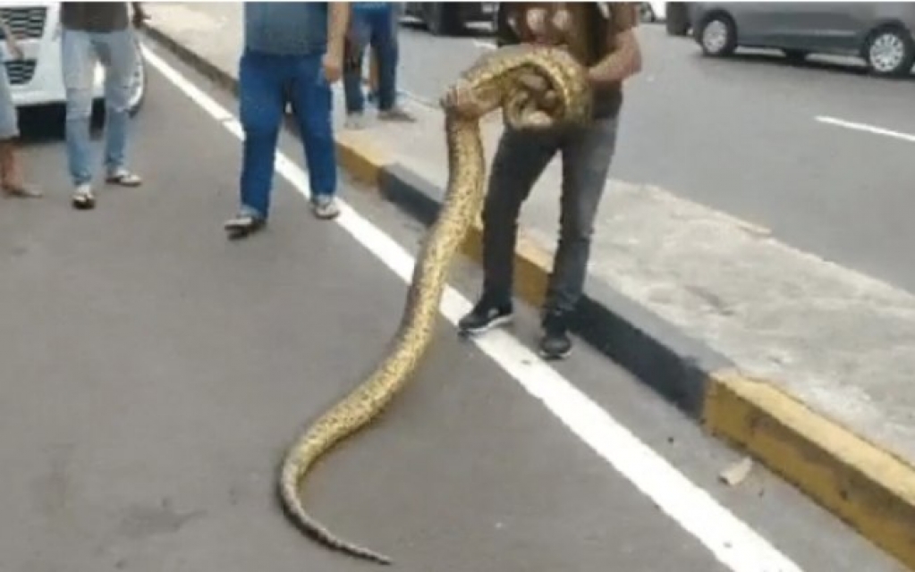 Sucuri de 5 metros atravessa avenida, para trânsito e é resgatada 'na mão'; veja