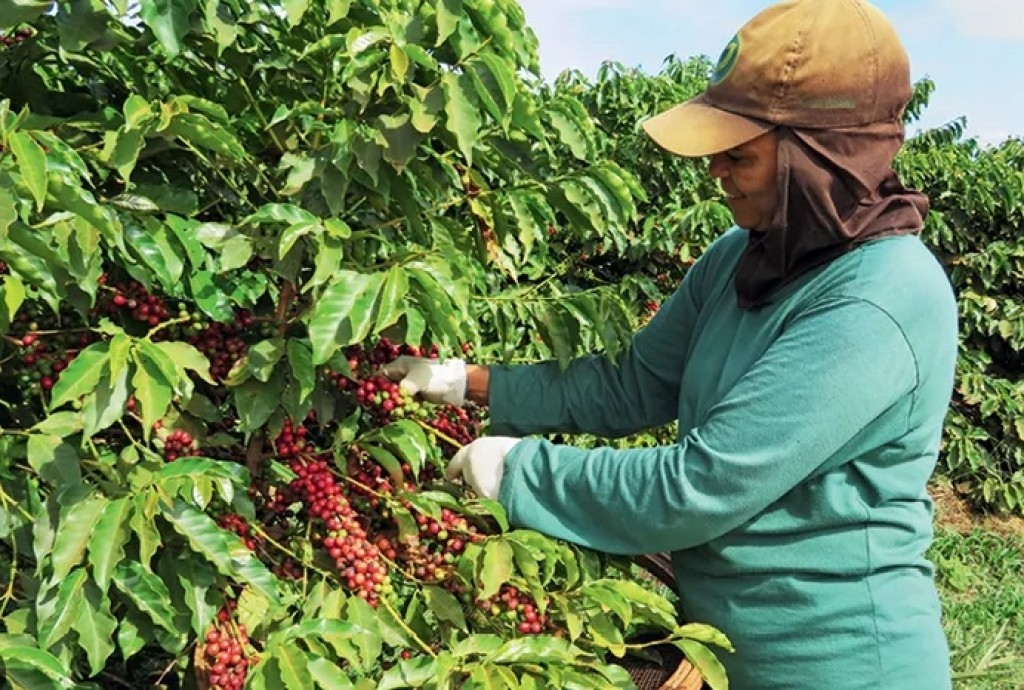 Safra de café em Minas Gerais: Produtividade em 2024 deve superar projeções