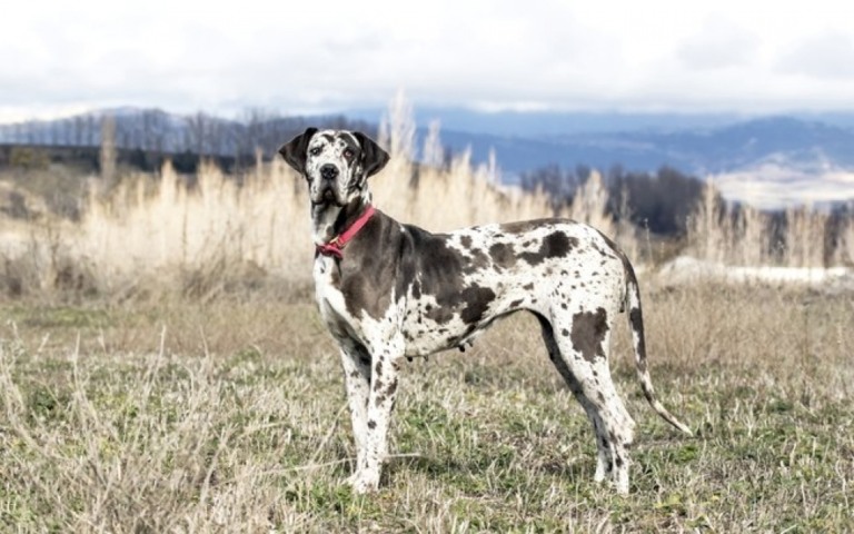 Mulher doa dogue alemão e entra na justiça para tê-lo de volta