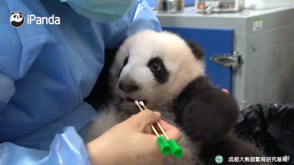 Uma pessoa em roupa protetiva azul segura cotonetes próximo à boca de um panda