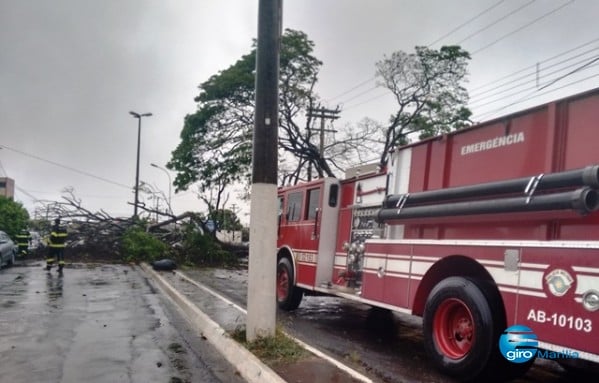 Chuva derruba árvores, muros, telhas e deixa rastro de perdas e sustos