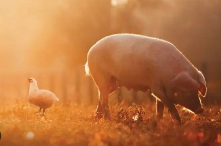 Embrapa Suínos e Aves projeto cenário otimista para o setor em 2024
