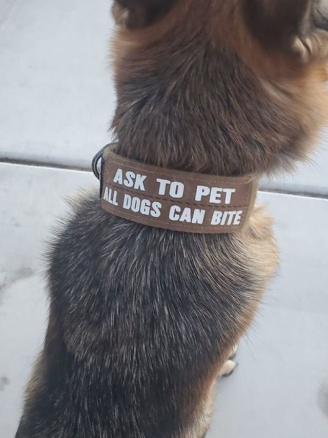 "Peça para fazer carinho, todo cão pode morder", diz coleira de pet