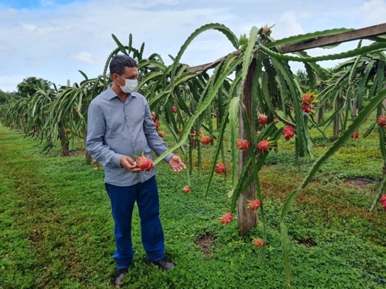 Empaer incentiva cultivo de pitya, a fruta-do-dragão