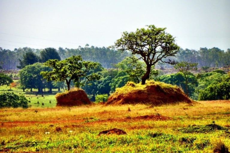 Compromisso ambiental passou a ser pré-requisito para linhas de crédito do BNDES. Foto: Rosario Xavier / Pixabay