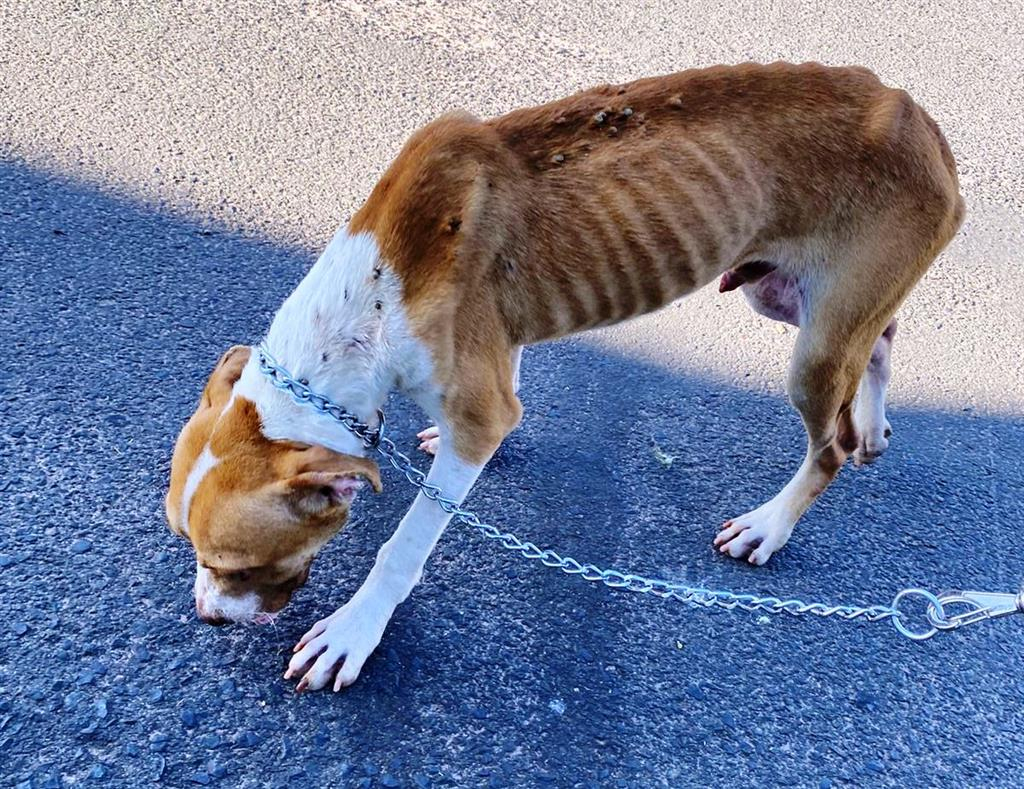 PM resgata animais em situação de abandono após denúncia na zona norte